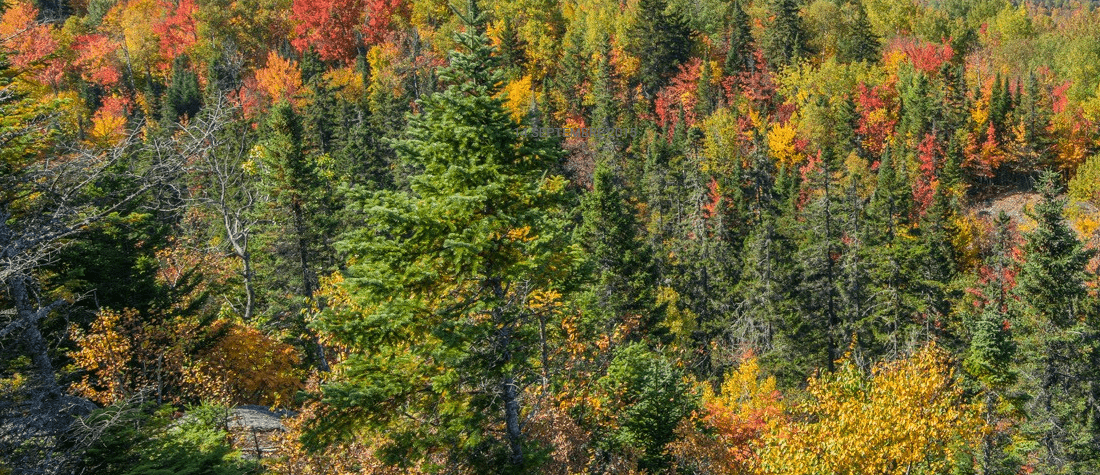 Une belle flambée des couleurs en perspective!